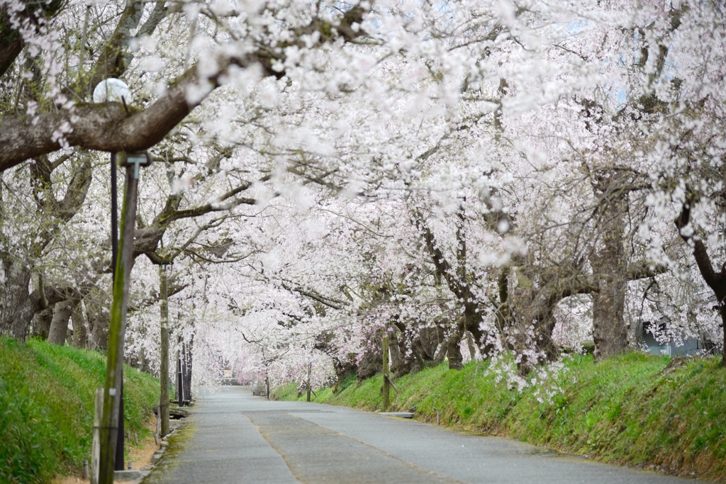 桜トンネル