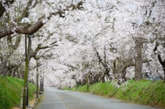 桜トンネル