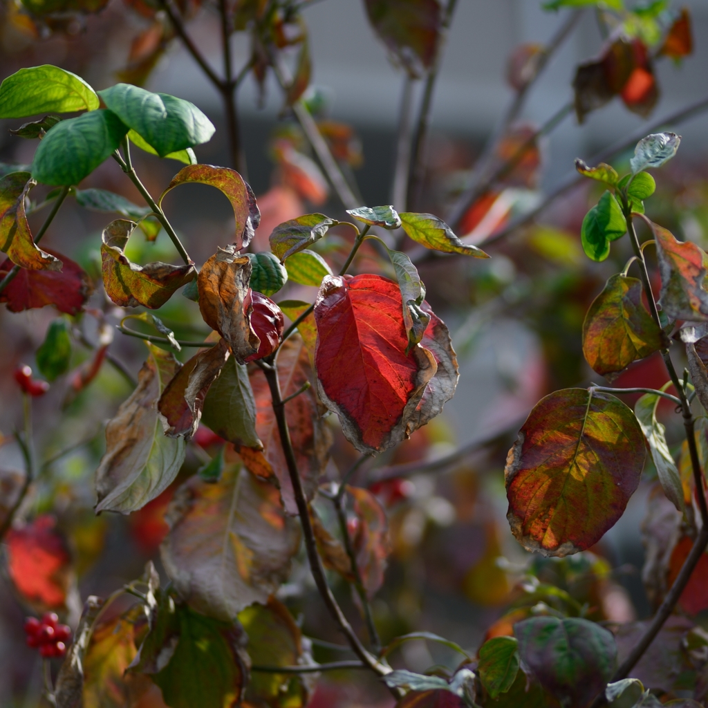 autumnal leaf coloration