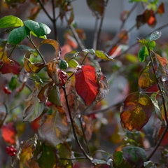 autumnal leaf coloration