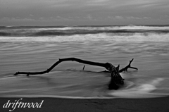 driftwood