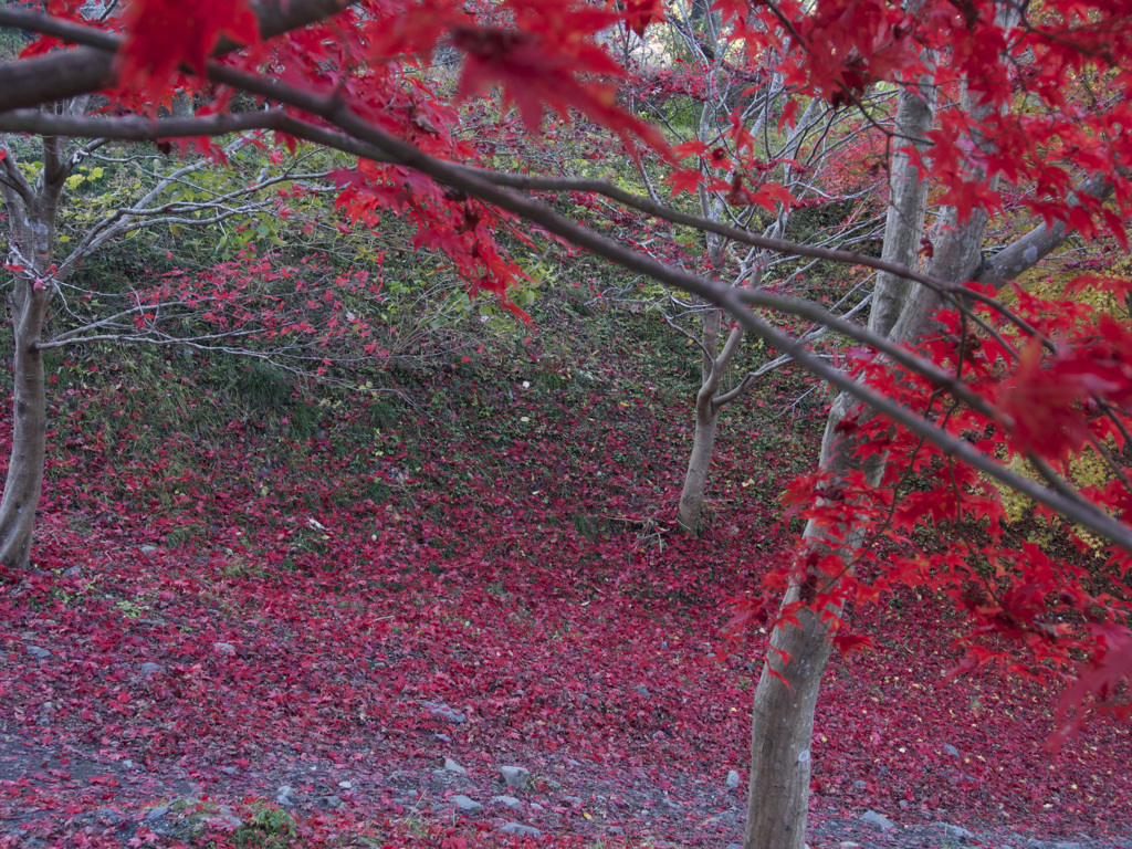 真っ赤な絨毯　御岳渓谷の紅葉