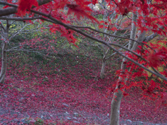 真っ赤な絨毯　御岳渓谷の紅葉