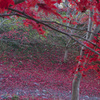 真っ赤な絨毯　御岳渓谷の紅葉