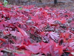 真っ赤な絨毯　御岳渓谷の紅葉