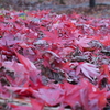 真っ赤な絨毯　御岳渓谷の紅葉