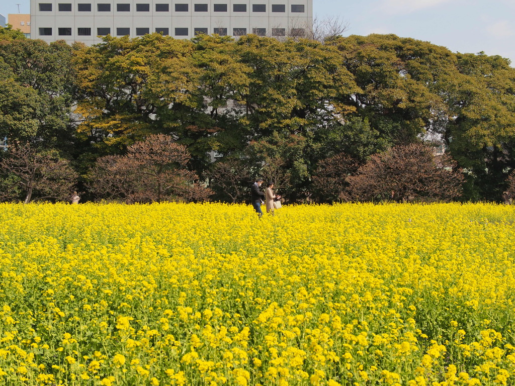 都会の菜の花畑