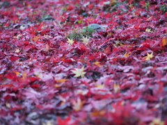 真っ赤な絨毯に黄色い落ち葉　御岳渓谷の紅葉