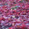 真っ赤な絨毯に黄色い落ち葉　御岳渓谷の紅葉
