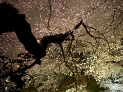 夜桜