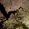 夜桜