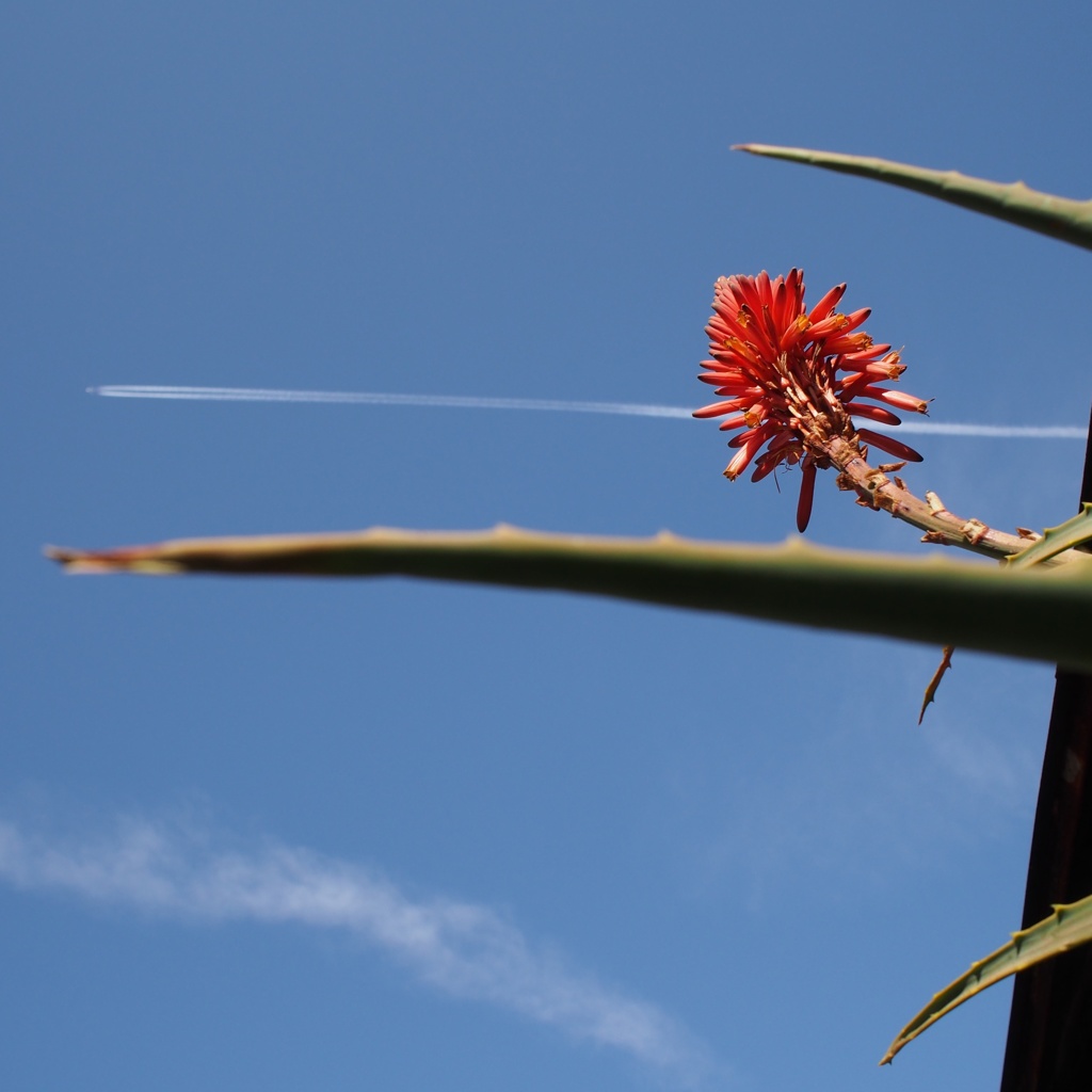 花と、空と。