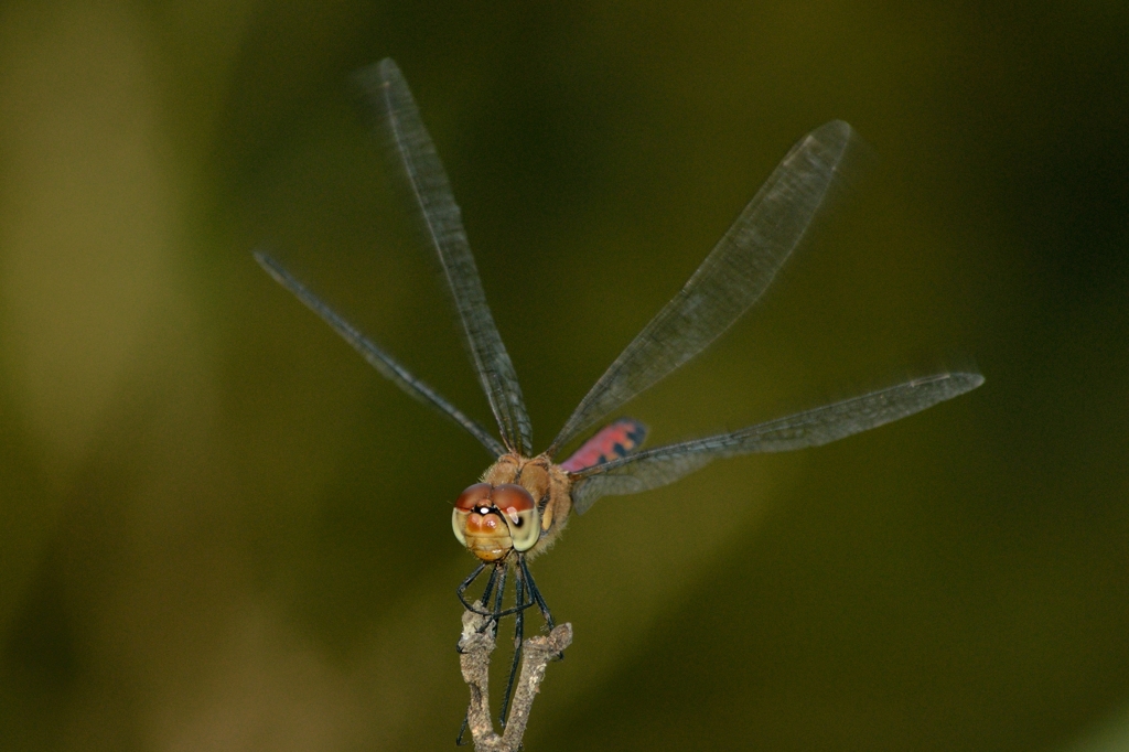 landing