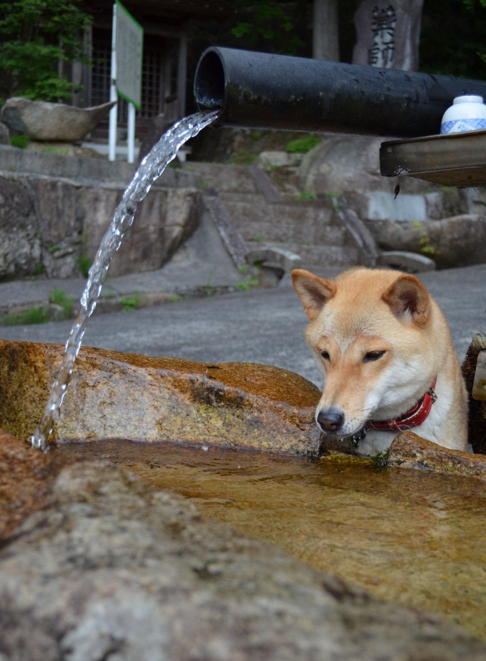 お水拝借