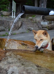 お水拝借