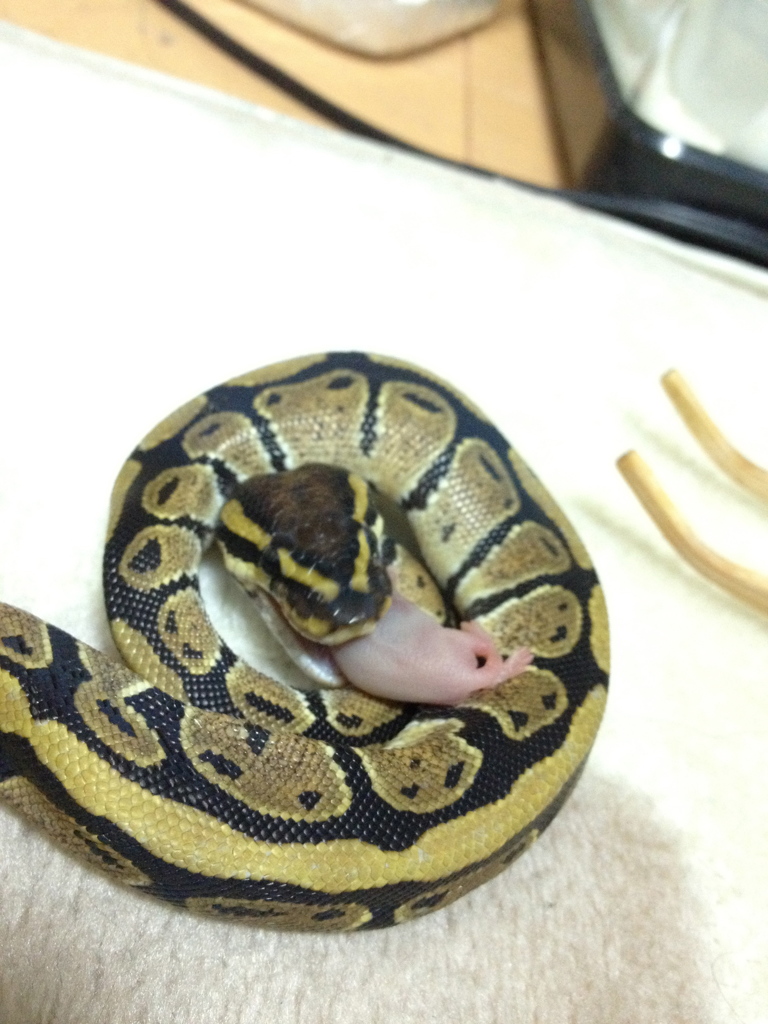 ボールパイソン