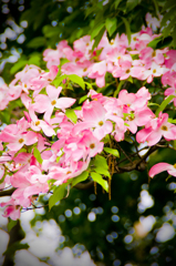 花水木（ハナミズキ）