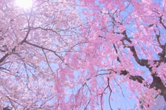 良き天候にして桜満開