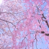 良き天候にして桜満開