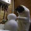 にゃんだチミは？