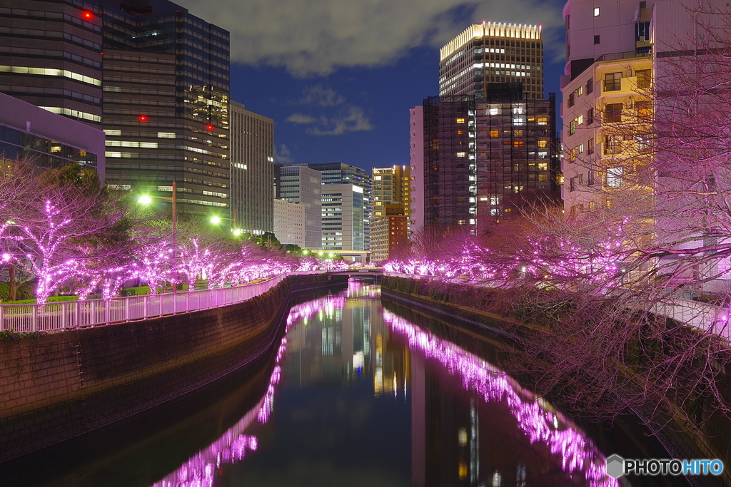 目黒川の冬の桜®　2017/1/9