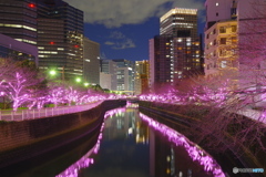 目黒川の冬の桜®　2017/1/9