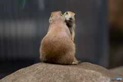 動物園相撲7月場所