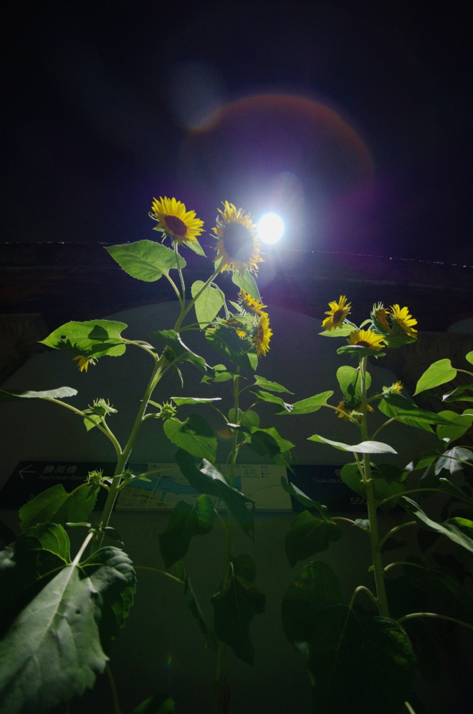 真夜中の太陽