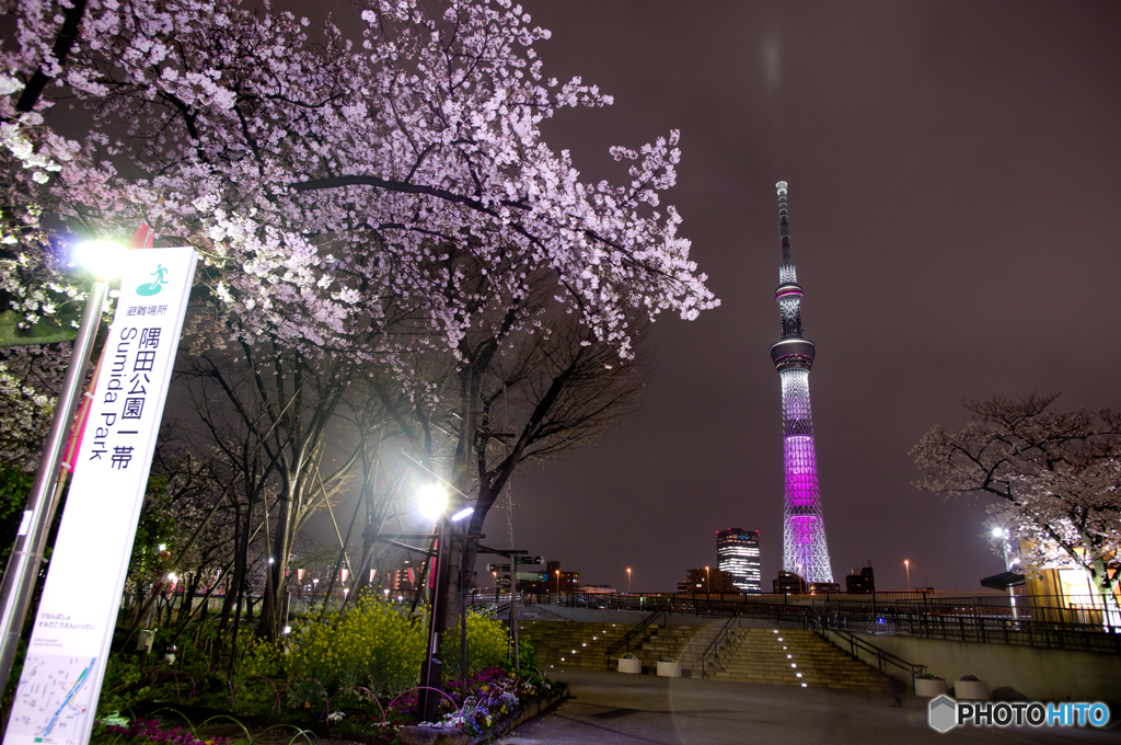 夜間眺望：隅田公園夜桜