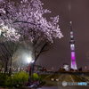 夜間眺望：隅田公園夜桜