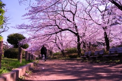 桜道