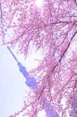 新名所と桜
