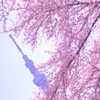 新名所と桜