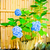 紫陽花