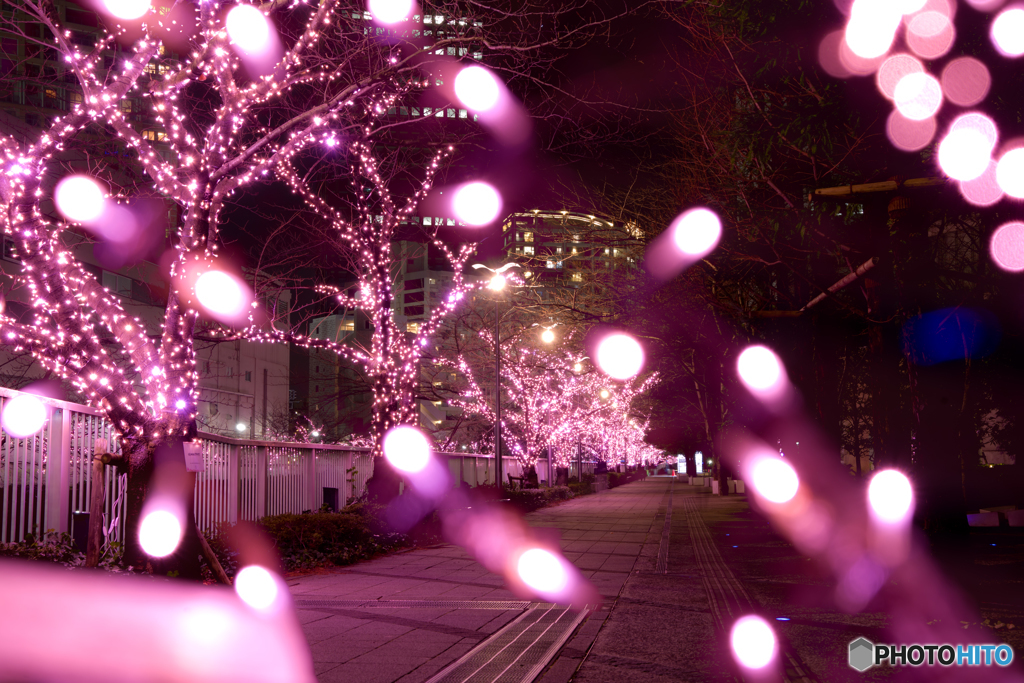 冬の桜道