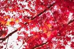 紅葉