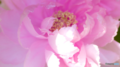 花弁包