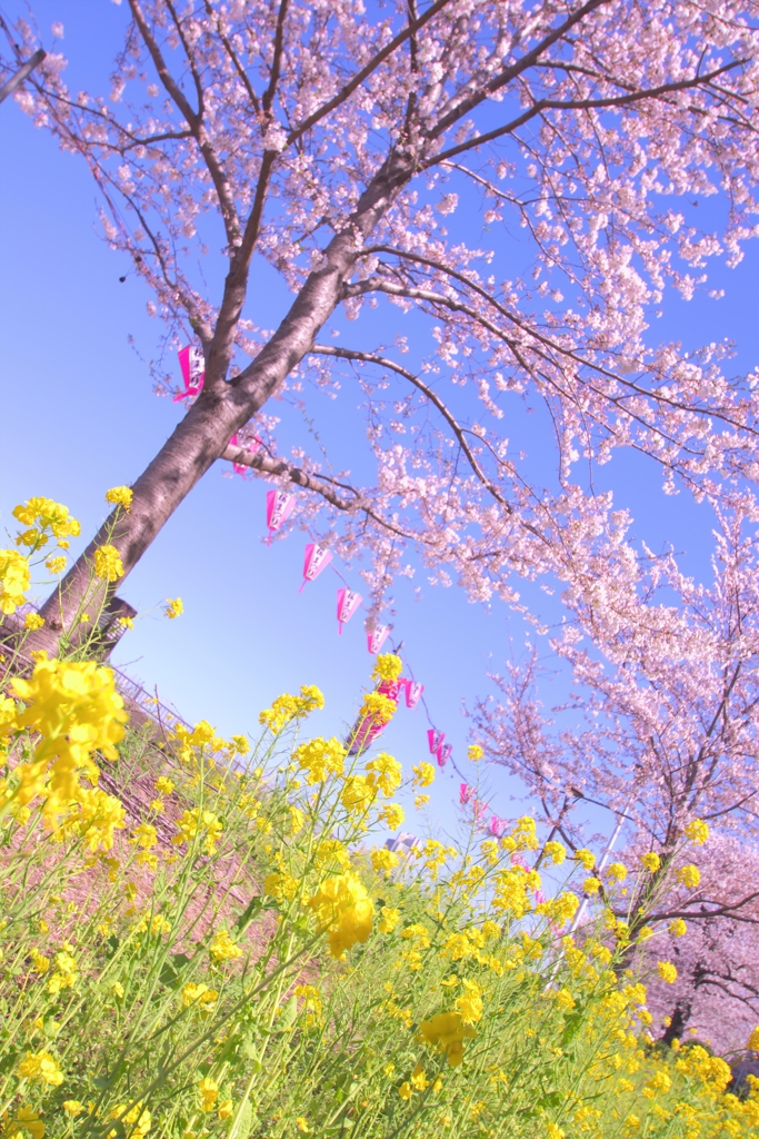 地表の花・樹上の花