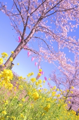 地表の花・樹上の花