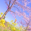 地表の花・樹上の花