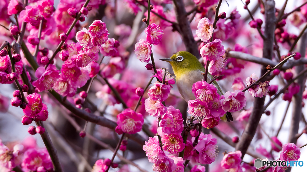 梅の華