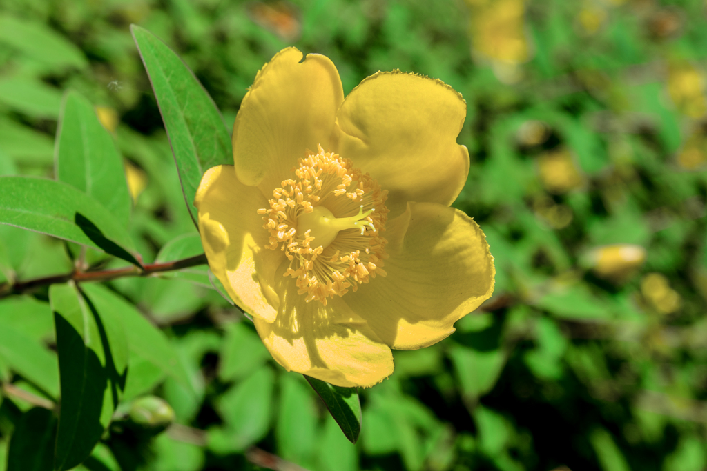 道端の花