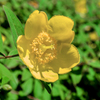 道端の花