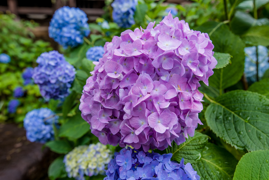 紫陽花20210521