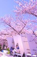 花見特等席