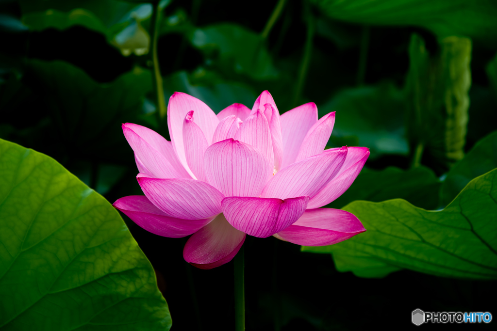 蓮華