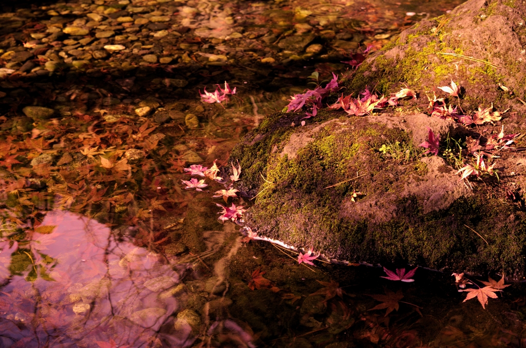 藻と紅葉
