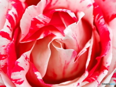 赤薔薇×白斑入り_20240524