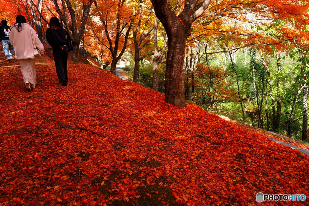 もみじ湖_4_20251112