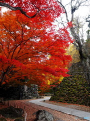 小諸城址 懐古園_3_20251113